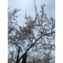 結城 かなの