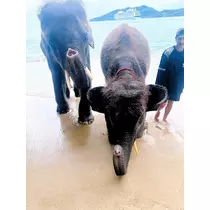 向日葵 ひまり