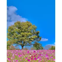 ことり