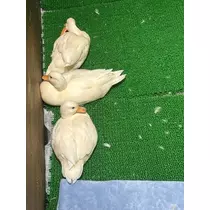 リセ