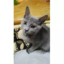 さくら
