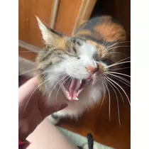 めめ