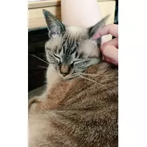 ひな