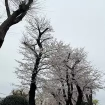 しゅう