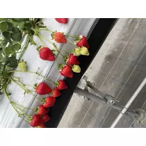 なな