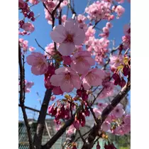 ましろ