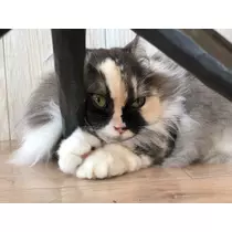 華