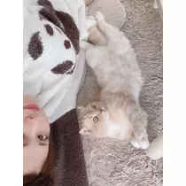 あおい