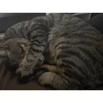 あこ