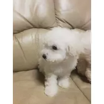 桃瀬 百華