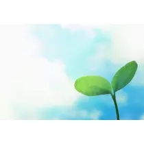 もも