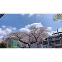 愛羽 仁美