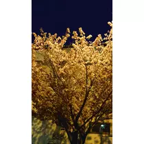 のはら かすみ