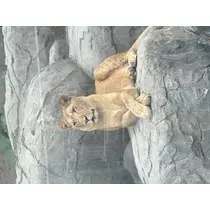 あゆ