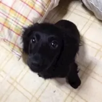 りえ
