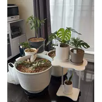 マコト