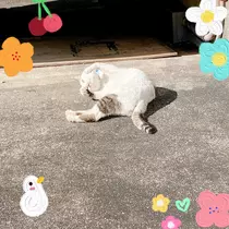 あいり