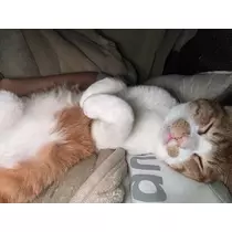 ゆり