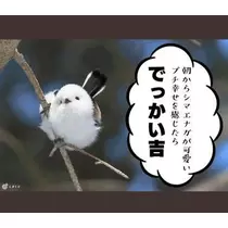 ひな