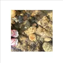 桃瀬 百華