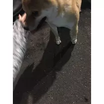 蓮見 リア