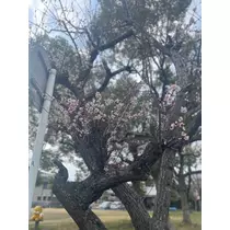 ゆか