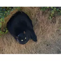 紫音