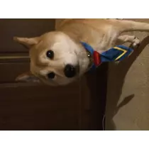 もも