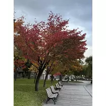 七星 夏純