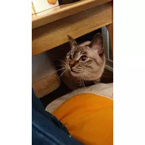 ひな