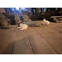 ヴィヴィ