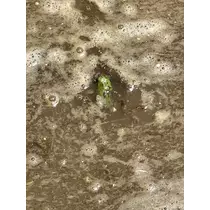 カノン