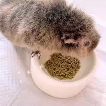 お茶の水うらん