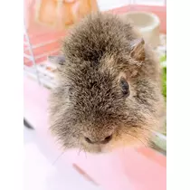 お茶の水うらん
