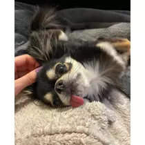 めいさ