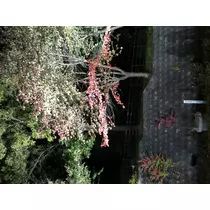 宝條 夏恋