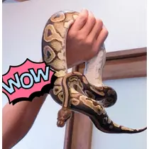 さくら