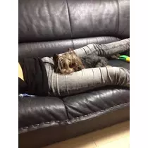 あやの
