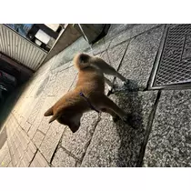 かえで
