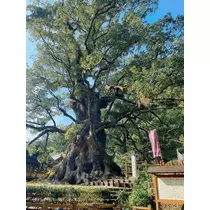 小川 真央