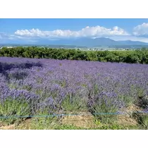 夏樹 あや
