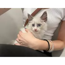 ののか