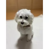 せな