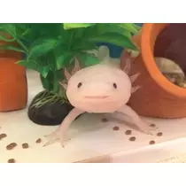 うづき ふうか