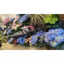 水城 百合