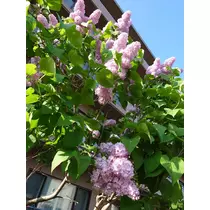 のはら かすみ