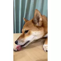 せら