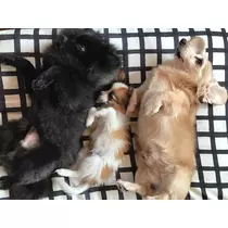 ティナ