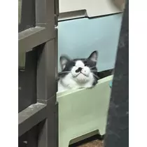 愛望