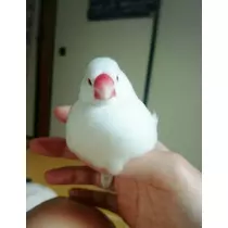 ちよママ